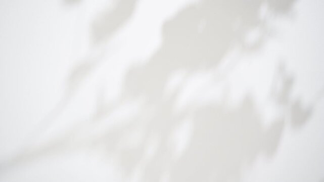 白い壁に映る木漏れ日