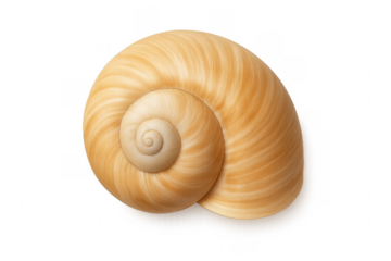 Seashell spiral pattern creating a golden ratio concept