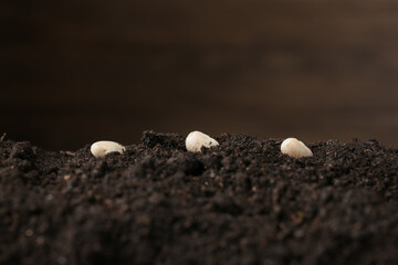 Pile of fresh soil with beans against blurred background, closeup
