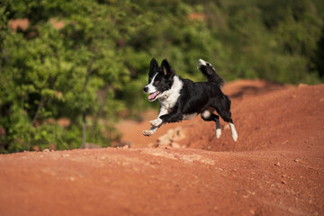 border collie dog running in a martian looking red bauxite mine