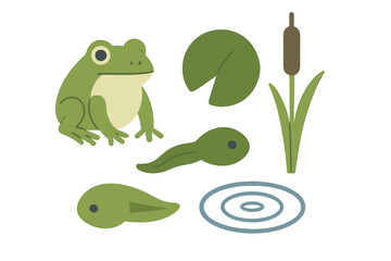 Fototapeta premium Amphibian life cycle elements featuring a green frog, developing tadpoles, a lily pad, and cattail plant in a freshwater pond