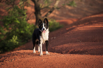 border collie dog standing in a martian looking red bauxite mine