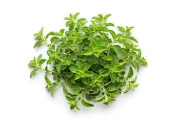 Obraz premium Fresh oregano plant isolated on white background