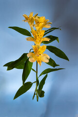 Beautiful yellow Peruvian lily or Alstroemeria on a blue background, close up