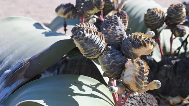 Welwitschia mirabilis.  extreme conditions, Namib desert, female