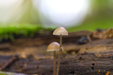 Two brown mushrooms with brown stems against a background of rotten wood and bokeh, possibly helmet mushrooms, poisonous brown mushrooms growing next to rotten wood on the forest floor, Mycena