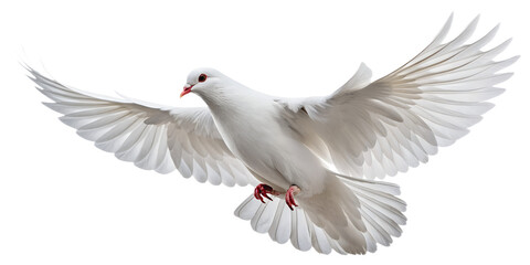 Obraz premium Dove PNG – Realistic Flying White Dove on Transparent Background