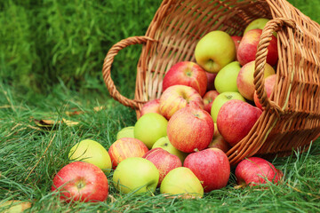 Fresh ripe apples in wicker basket and fallen leaves on green grass outdoors, closeup