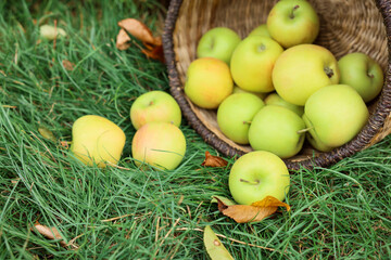Fresh ripe apples in wicker basket and fallen leaves on green grass outdoors, closeup