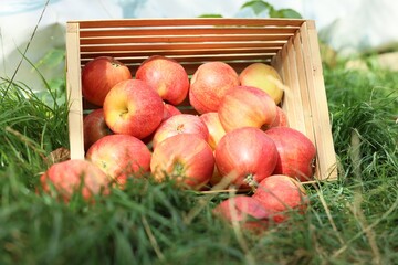 Fresh ripe apples in wooden crate on green grass outdoors, closeup