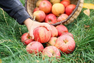 Child taking fresh apple on green grass in garden, closeup