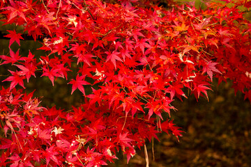 真っ赤なモミジ