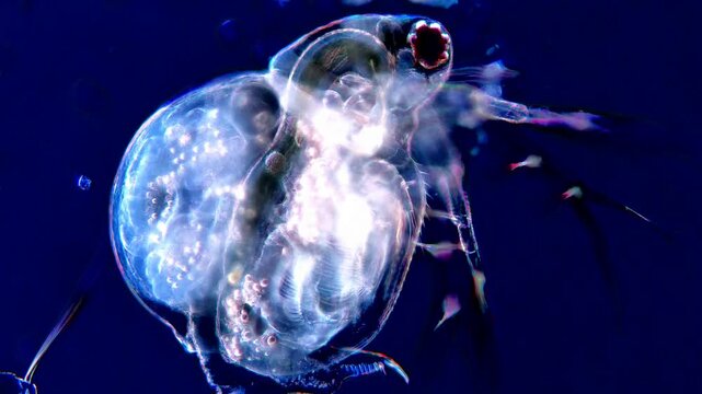 Water Flea Illuminated by Dark Field Microscopy &ndash; 4K video 