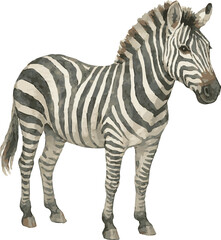 Watercolor Vector Illustration of a zebra