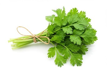 Fototapeta premium Fresh cilantro bunch tied with twine isolated on white background