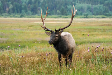 Bull Elk in a meadow