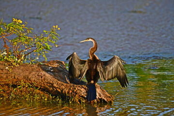 An African Darter, also known as a snakebird, perches on a log.