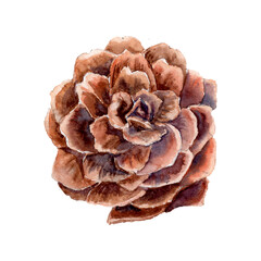 Watercolor drawned fir cone