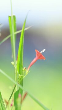windblown flower with morning sunlight and blurred background