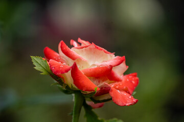 Beautiful flowers after autumn rain in an arboretum in Altai