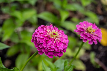 Fototapeta premium Beautiful flowers after autumn rain in an arboretum in Altai