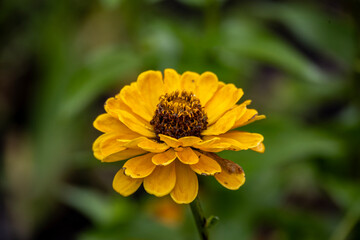 Beautiful flowers after autumn rain in an arboretum in Altai