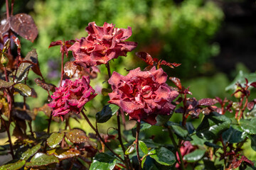 Obraz premium Beautiful flowers after autumn rain in an arboretum in Altai