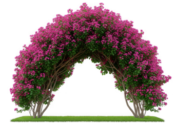 Archway of blooming pink bougainvillea flowers isolated on transparent background