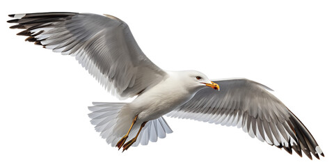 Fototapeta premium Seagull PNG – Realistic Flying Seaside Bird on Transparent Background