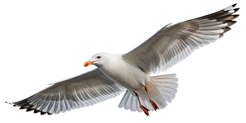 Obraz premium Seagull PNG – Realistic Flying Seaside Bird on Transparent Background