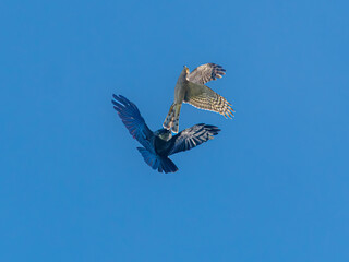 Sparrowhawk and crow in aerial combat