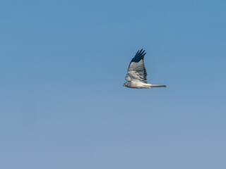 Male Hen Harrier in flight, side view