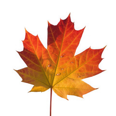 Autumn maple leaf, white background
