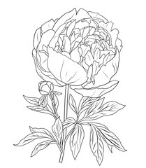 Peony flower coloring page