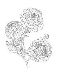 ranunculus flowers - buttercups