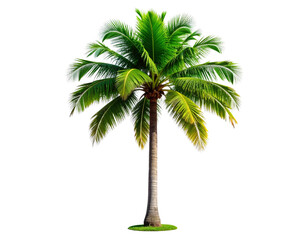 Tall Tropical Palm Tree with Lush Green Leaves, Straight Trunk, Isolated on White