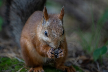 A red squirrel stores nuts for the winter in the forest.