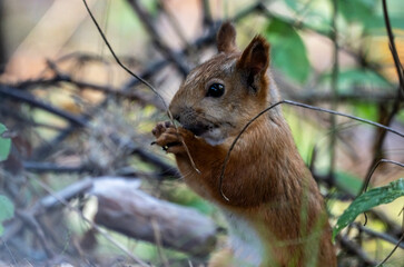 A red squirrel stores nuts for the winter in the forest.