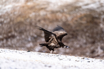A beautiful brown golden eagle scans the surrounding area in search of food in the Altai Mountains.