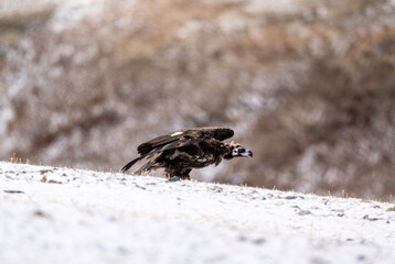 A beautiful brown golden eagle scans the surrounding area in search of food in the Altai Mountains.