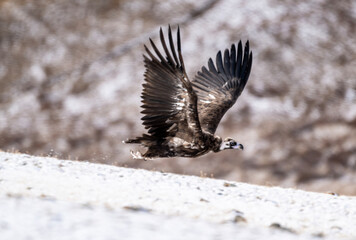 A beautiful brown golden eagle scans the surrounding area in search of food in the Altai Mountains.