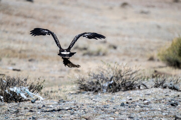 A beautiful brown golden eagle scans the surrounding area in search of food in the Altai Mountains.