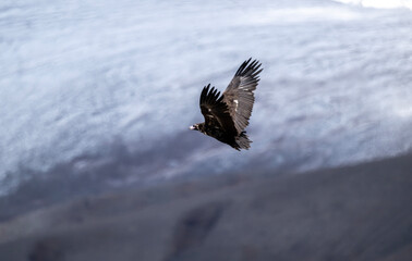 A beautiful brown golden eagle scans the surrounding area in search of food in the Altai Mountains.