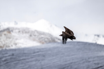 A beautiful brown golden eagle scans the surrounding area in search of food in the Altai Mountains.