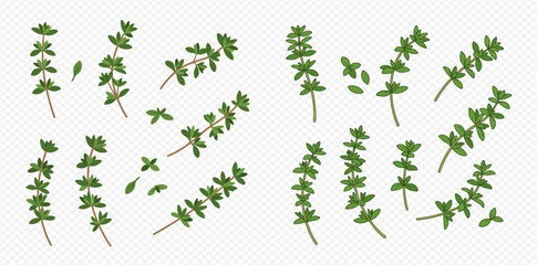Collection of thyme sprigs and individual leaves arranged on a transparent background.