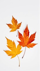 Obraz premium Three vibrant autumn aspen leaves, golden yellow and orange, isolated on a pure white background, autumn, aspen leaves
