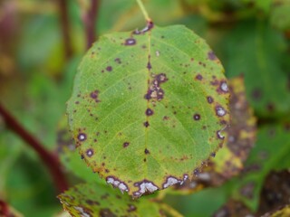 Green leaf showing plant disease causing spots and decay