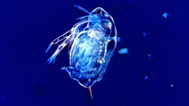 Microorganism under microscopy view, Daphnia 