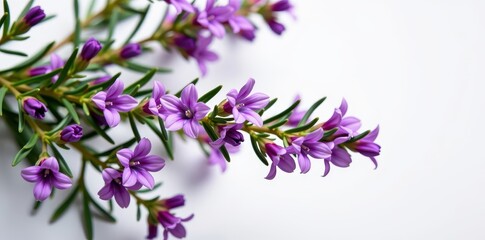 Fototapeta premium A vibrant rosemary sprig in full bloom, showcasing delicate purple flowers against a clean white background, purple, herb