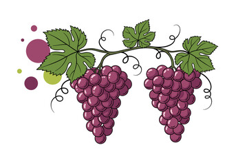 Fototapeta premium Two Bunches of Ripe Red Grapes with Green Leaves and Swirling Vines.